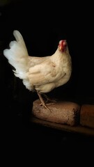 white chicken in dark background