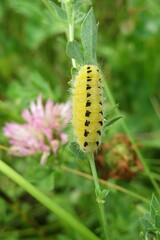 Yellow zygaena caterpillar on the meadow, closeup