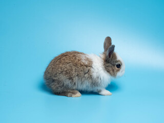 Close up of one first brown white rabbit animal small banny easter is eating carrot look at camera sit pretty beautiful and funny happy animal pet wild have blue isolated background copy space	