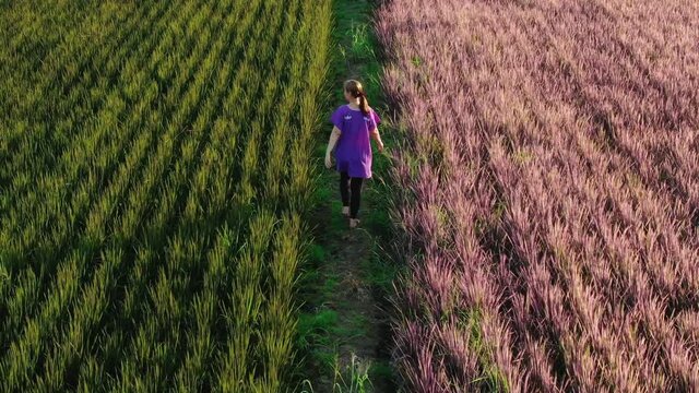 Aerial View Of Rice Field, Asian Woman Walking At Green And Pink Rice Berry Field On The Sunset, Field Farmer Walking Sunlight Landscape Nature Agriculture Growth Drone Footage.