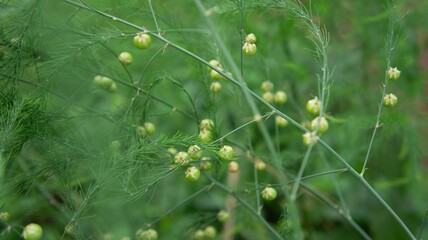 Asparagus seeds, green berries. background