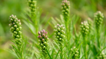 Some buds of spring flowers. Green Background