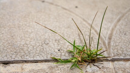 Grass breaks through the concrete pavement