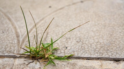 Grass breaks through the concrete pavement