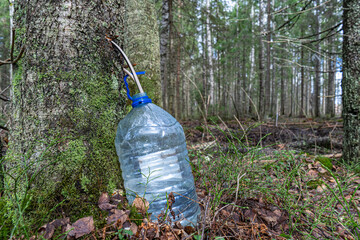 Fototapeta premium The process of collecting birch sap in a plastic bottle. Harvesting of birch sap in Russia.