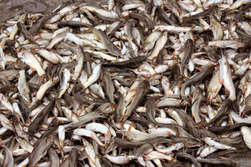 small fish photo | Tengra fish image HD
