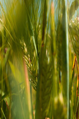 a field of rye, wheat and oats