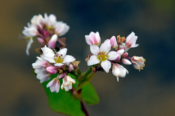 Echter Buchweizen // common buckwheat (Fagopyrum esculentum)
