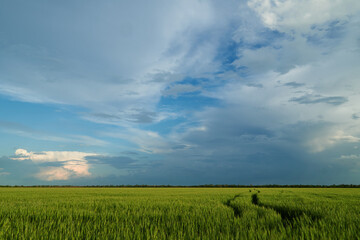 Obraz premium Agricultural field for growing young wheat, barley, rye. Beautiful spring landscape.