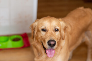 Cute golden labrador dog near bowl with food in kitchen.Closeup.