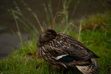 Ente