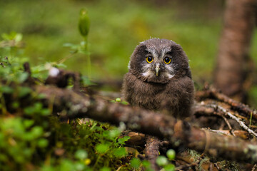 A young owl in the forest in the wild.