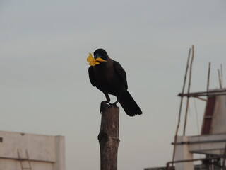 bird on the roof holding flower