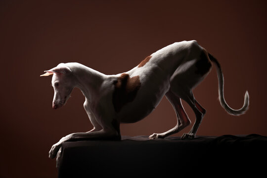 dog on a dark background in the studio. Slim spanish greyhound, podenko ibitsenko