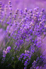 Beautiful lavender field at sunrise. Purple flower background. Blossom violet aromatic plants.