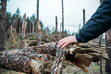 Tornado storm damage. Fallen pine trees in forest after storm. Man removes branches of fallen...