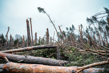 Tornado storm damage. Fallen pine trees in forest after storm. Uprooted trees fallen down in...