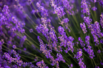 Beautiful lavender field at sunrise. Purple flower background. Blossom violet aromatic plants.