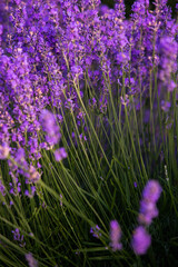 Beautiful lavender field at sunrise. Purple flower background. Blossom violet aromatic plants.