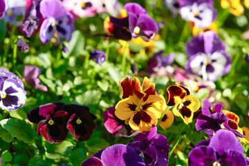 Multicolored pansy flower plant natural background, summer time