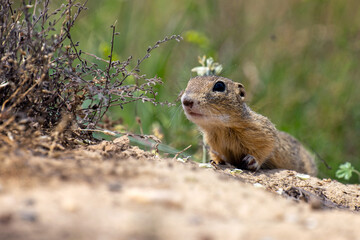 Naklejka na ściany i meble The ground squirrel in the meadow is watching what is happening.