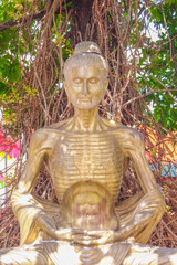 Gold seated buddha image statue under cannonball tree flower  in temple of Thailand