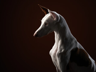 Fototapeta premium dog on a dark background in the studio. Slim spanish greyhound, podenko ibitsenko