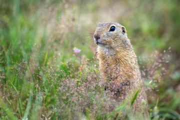 Naklejka na ściany i meble The ground squirrel in the meadow is watching what is happening.
