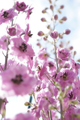 Pink delphinium in the summer garden