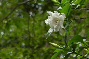 ヤエクチナシの花。