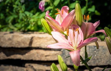 Pink lily on the garden, Lilium flowers