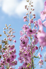 Pink delphinium in the summer garden