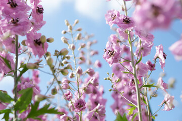 Pink delphinium in the summer garden