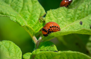 Colorado potato beetle larvae eats potato leaves, damaging agriculture.