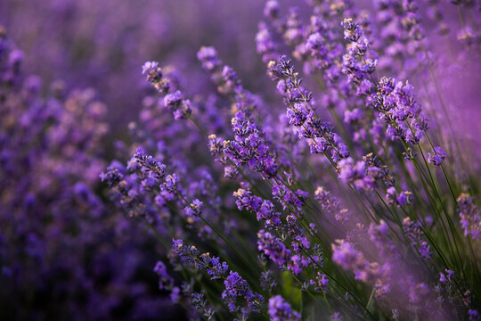 Beautiful lavender field at sunrise. Purple flower background. Blossom violet aromatic plants. © romeof