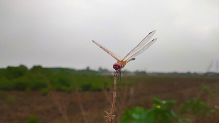 Naklejka na ściany i meble dragonfly on the stick with open wings