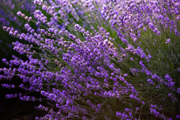 Beautiful lavender field at sunrise. Purple flower background. Blossom violet aromatic plants.