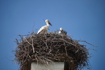 Storchenfamilie im Kloster Benediktbeuern 