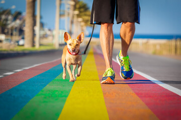 gay pride dog rainbow street with owner walking