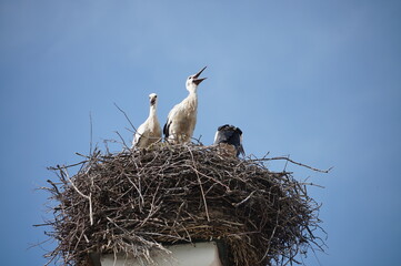 Storchenfamilie im Kloster Benediktbeuern 