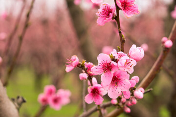 A blooming peach garden. A branch with pink flowers in the foreground. Selective focus.