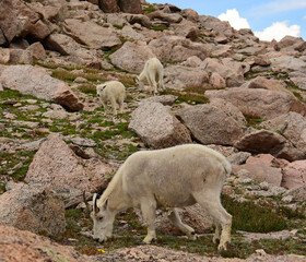 Fototapeta premium female mountain goat and two kids grazing in the alpine tundra at the summit of mount evans in the rocky moutains of colorado 