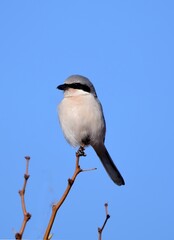 a cute but vicious loggerhead shrike perched on a tree on a sunny winter day along the quebradas scenic byway near socorro, new mexico
