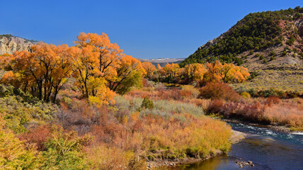 beautiful orange autumn color of  cottonwood trees next to the eagle river in the rocky mountains of colorado, near eagle, on a sunny day