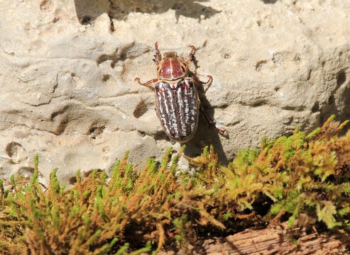Polyphylla fullo beetle in the park in summer