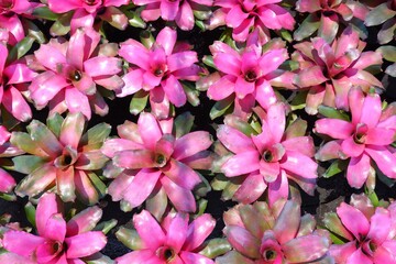 Bromeliad plants are growing beautifully in natural light background