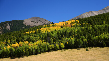 colorful changing aspen trees  in the mountains  on a sunny  fall day  on la veta pass in the...