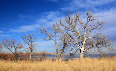 Striking view of cottonwood trees and grasses against a blue sky on a  sunny winter day at barr...