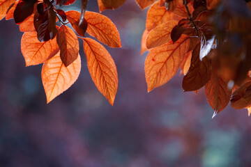 red tree leaves in the nature in autumn season, red background