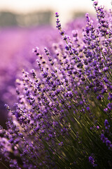 Beautiful lavender field at sunrise. Purple flower background. Blossom violet aromatic plants.